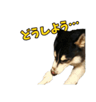 犬☆スタンプ・チワワ・ハスキー・フラット（個別スタンプ：29）