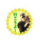 犬☆スタンプ・チワワ・ハスキー・フラット（個別スタンプ：31）