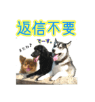 犬☆スタンプ・チワワ・ハスキー・フラット（個別スタンプ：32）
