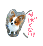 ちこちこスタンプ（個別スタンプ：6）