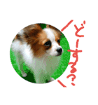 ちこちこスタンプ（個別スタンプ：10）