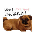 我が家のちび太3（個別スタンプ：11）