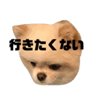 何個作んねん！あおいちゃん！！（個別スタンプ：13）