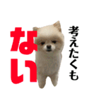 何個作んねん！あおいちゃん！！（個別スタンプ：14）