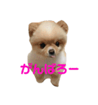 何個作んねん！あおいちゃん！！（個別スタンプ：15）