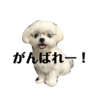 何個作んねん！あおいちゃん！！（個別スタンプ：21）