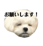 何個作んねん！あおいちゃん！！（個別スタンプ：24）