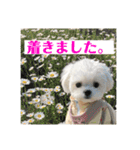 何個作んねん！あおいちゃん！！（個別スタンプ：28）