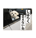 何個作んねん！あおいちゃん！！（個別スタンプ：36）