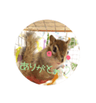 しまさん♡（個別スタンプ：1）