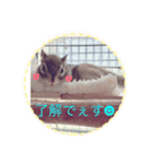 しまさん♡（個別スタンプ：10）