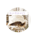 しまさん♡（個別スタンプ：12）