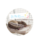 しまさん♡（個別スタンプ：13）