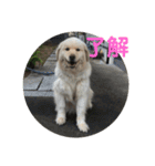 犬のロンちゃん（個別スタンプ：1）
