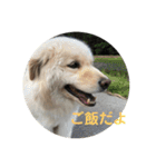 犬のロンちゃん（個別スタンプ：2）