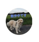 犬のロンちゃん（個別スタンプ：3）