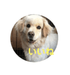 犬のロンちゃん（個別スタンプ：5）