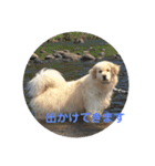 犬のロンちゃん（個別スタンプ：6）