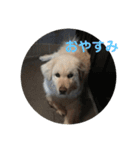 犬のロンちゃん（個別スタンプ：7）