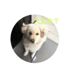 犬のロンちゃん（個別スタンプ：8）