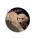 犬のロンちゃん（個別スタンプ：9）
