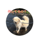 犬のロンちゃん（個別スタンプ：11）