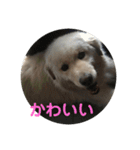 犬のロンちゃん（個別スタンプ：13）