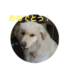 犬のロンちゃん（個別スタンプ：14）