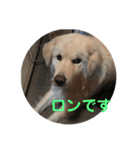 犬のロンちゃん（個別スタンプ：15）