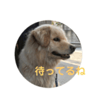 犬のロンちゃん（個別スタンプ：17）