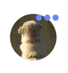 犬のロンちゃん（個別スタンプ：19）