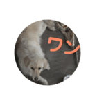 犬のロンちゃん（個別スタンプ：24）