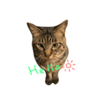 チビ にゃんこ（個別スタンプ：1）
