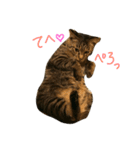 チビ にゃんこ（個別スタンプ：3）