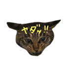 チビ にゃんこ（個別スタンプ：14）