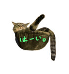 チビ にゃんこ（個別スタンプ：23）
