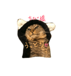 チビ にゃんこ（個別スタンプ：24）