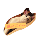 あずき社長警備会社（個別スタンプ：1）