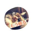 あずき社長警備会社（個別スタンプ：4）