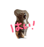 あずき社長警備会社（個別スタンプ：9）
