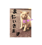 あずき社長警備会社（個別スタンプ：16）