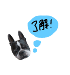 モッシュ（個別スタンプ：1）