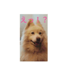 サモエド スタンプ（個別スタンプ：6）