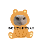 めろの熊本弁（個別スタンプ：1）