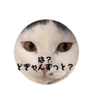 めろの熊本弁（個別スタンプ：4）