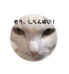 めろの熊本弁（個別スタンプ：5）