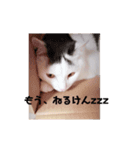 めろの熊本弁（個別スタンプ：6）