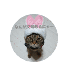 ニャロメ通信1（個別スタンプ：1）