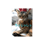 ニャロメ通信1（個別スタンプ：4）