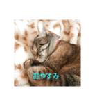 ニャロメ通信1（個別スタンプ：5）